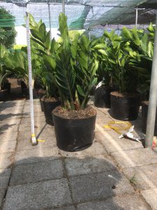 cây kim tiền - kim phát tài