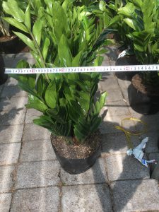 cây kim tiền - kim phát tài