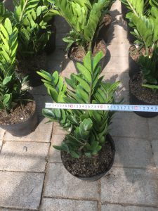 cây kim tiền - kim phát tài