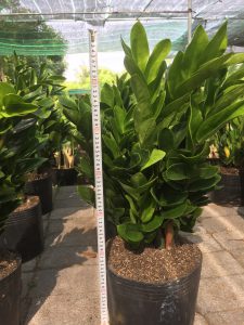 cây kim tiền - kim phát tài