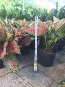 Cây Vạn Lộc - Cây Thiên Phú