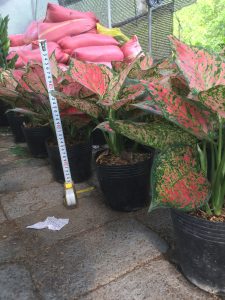 Cây Vạn Lộc - Cây Thiên Phú