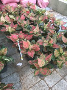 Cây Vạn Lộc - Cây Thiên Phú