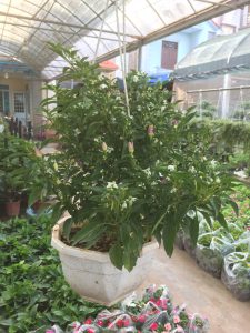 cây ớt ngũ sắc