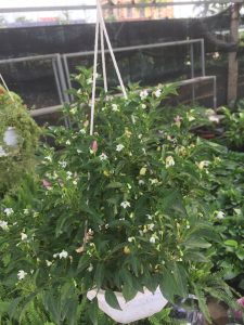 cây ớt ngũ sắc