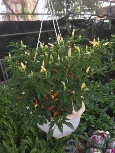 cây ớt ngũ sắc