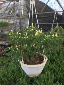 cây ớt ngũ sắc