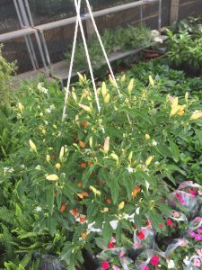 cây ớt ngũ sắc