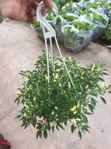cây ớt ngũ sắc