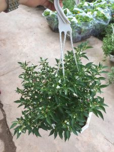 cây ớt ngũ sắc