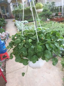 Cỏ đồng tiền - Rau má dù