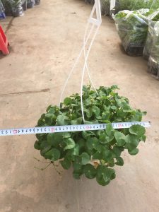 Cỏ đồng tiền - Rau má dù