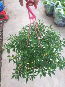 cây ớt ngũ sắc