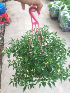 cây ớt ngũ sắc