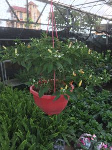 cây ớt ngũ sắc