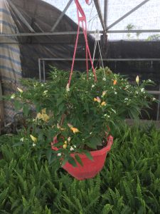 cây ớt ngũ sắc