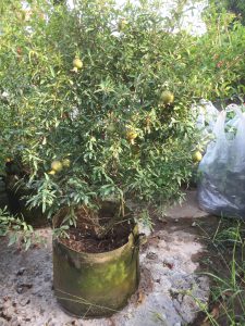 cây Lựu Hoa Đỏ