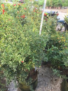 cây Lựu Hoa Đỏ