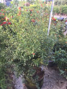 cây Lựu Hoa Đỏ