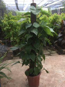 cây trầu bà leo cột