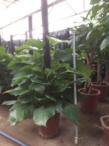 cây trầu bà leo cột