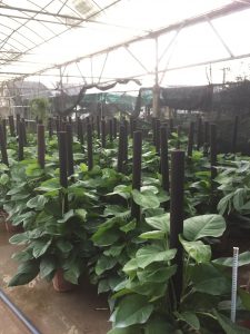 cây trầu bà leo cột