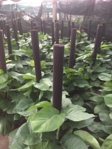 cây trầu bà leo cột