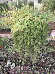 Cây vảy rồng treo