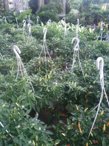 cây ớt ngũ sắc