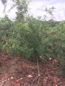 cây Lựu Hạnh Hoa Đỏ