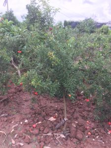 cây Lựu Hạnh Hoa Đỏ