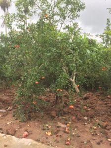 cây Lựu Hạnh Hoa Đỏ