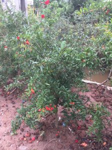 cây Lựu Hạnh Hoa Đỏ