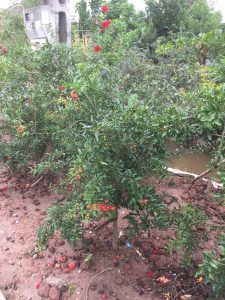 cây Lựu Hạnh Hoa Đỏ