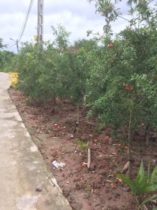 cây Lựu Hạnh Hoa Đỏ