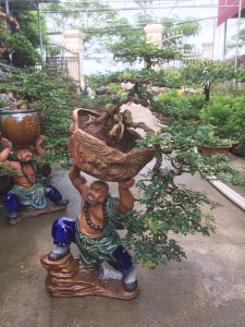 Cây Cần Thăng Bonsai - Võ Tăng dời non lấp bể
