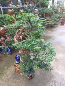 Cây Cần Thăng Bonsai - Võ Tăng dời non lấp bể