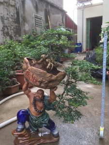 Cây Cần Thăng Bonsai - Võ Tăng dời non lấp bể