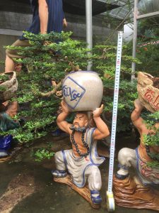 Cây Cần Thăng Bonsai - Võ Tăng vác lu độ thế