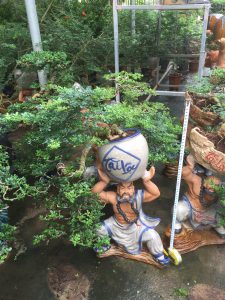 Cây Cần Thăng Bonsai - Võ Tăng vác lu độ thế