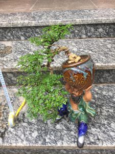 Cây Cần Thăng Bonsai - Võ Tăng vác lu độ thế