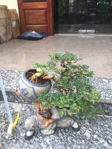 Cây Cần Thăng Bonsai - Võ Tăng vác lu độ thế