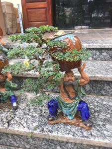 Cây Cần Thăng Bonsai - Võ Tăng vác lu độ thế