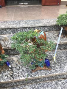 Cây Cần Thăng Bonsai - Võ Tăng vác lu độ thế