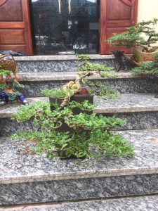 Cây Cần Thăng Bonsai - Hoa rơi hữu ý, nước chảy vô tình.