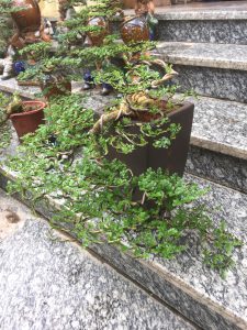 Cây Cần Thăng Bonsai - Hoa rơi hữu ý, nước chảy vô tình.