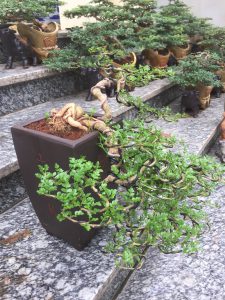 Cây Cần Thăng Bonsai - Hoa rơi hữu ý, nước chảy vô tình.