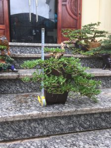 Cây Cần Thăng Bonsai - Hoa rơi hữu ý, nước chảy vô tình.
