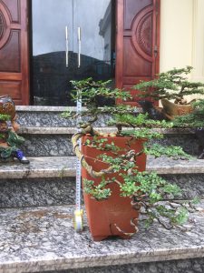 Cây Cần Thăng Bonsai - Hoa rơi hữu ý, nước chảy vô tình.