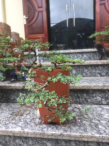Cây Cần Thăng Bonsai - Hoa rơi hữu ý, nước chảy vô tình.